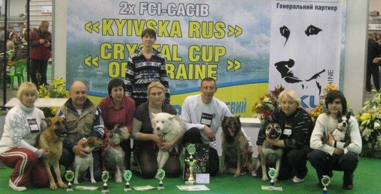 Команда г.Одессы на «Кубке Президента КСУ по аджилити». Киев, декабрь 2011 года. фото